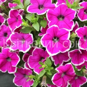 Surprise Magenta Halo_300x300